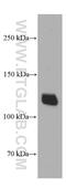Desmocollin-2 antibody, 60239-1-Ig, Proteintech Group, Western Blot image 