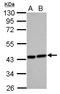 Heme Oxygenase 2 antibody, LS-C155243, Lifespan Biosciences, Western Blot image 