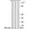 Ribosomal Protein L39 antibody, A10219, Boster Biological Technology, Western Blot image 
