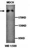 Enterotoxin type B antibody, orb76816, Biorbyt, Western Blot image 