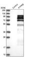 Protein Tyrosine Phosphatase Receptor Type E antibody, NBP1-87189, Novus Biologicals, Western Blot image 