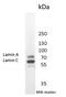 Lamin A/C antibody, MA1-06102, Invitrogen Antibodies, Western Blot image 