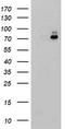 PDIA4 antibody, CF503904, Origene, Western Blot image 