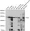 Phospholipase B antibody, GTX66060, GeneTex, Western Blot image 
