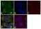 Mitogen-Activated Protein Kinase Kinase 1 antibody, 13-3500, Invitrogen Antibodies, Immunofluorescence image 