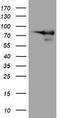 DEF6 Guanine Nucleotide Exchange Factor antibody, LS-C174273, Lifespan Biosciences, Western Blot image 
