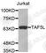 TATA-Box Binding Protein Associated Factor 5 Like antibody, A3414, ABclonal Technology, Western Blot image 