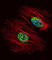 NME/NM23 Nucleoside Diphosphate Kinase 2 antibody, abx033858, Abbexa, Western Blot image 