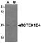 Tctex1 Domain Containing 4 antibody, A16294, Boster Biological Technology, Western Blot image 