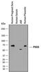 Pregnancy Specific Beta-1-Glycoprotein 6 antibody, AF8598, R&D Systems, Western Blot image 
