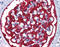 Ferritin Heavy Chain 1 antibody, ARP54620_P050, Aviva Systems Biology, Immunohistochemistry frozen image 