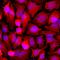 GAPDH antibody, M00227-4, Boster Biological Technology, Immunohistochemistry paraffin image 