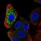 Zinc Finger NFX1-Type Containing 1 antibody, HPA046629, Atlas Antibodies, Immunofluorescence image 