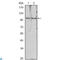 Histone Deacetylase 4 antibody, LS-C812638, Lifespan Biosciences, Western Blot image 