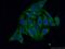 Lon Peptidase 2, Peroxisomal antibody, 18035-1-AP, Proteintech Group, Immunofluorescence image 