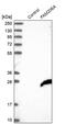 Actin Binding Transcription Modulator antibody, PA5-57459, Invitrogen Antibodies, Western Blot image 
