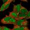 Ring Finger Protein 165 antibody, PA5-61592, Invitrogen Antibodies, Immunofluorescence image 