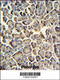 Zinc Activated Ion Channel antibody, 61-788, ProSci, Immunohistochemistry paraffin image 