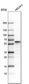 Lymphocyte-specific protein 1 antibody, HPA019693, Atlas Antibodies, Western Blot image 