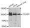 Cell cycle and apoptosis regulator protein 2 antibody, orb247820, Biorbyt, Western Blot image 