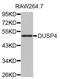 DUSP4 antibody, abx002069, Abbexa, Western Blot image 
