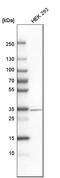 Distal-Less Homeobox 1 antibody, HPA045884, Atlas Antibodies, Western Blot image 