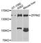 Zinc finger protein ZFPM2 antibody, A9868, ABclonal Technology, Western Blot image 