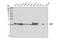 Phosphatidylethanolamine-binding protein 1 antibody, 5291S, Cell Signaling Technology, Western Blot image 