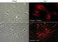 Caveolin 1 antibody, CP2781, ECM Biosciences, Immunocytochemistry image 