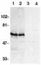 BCL2 Associated Athanogene 4 antibody, TA306005, Origene, Western Blot image 