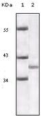 p16-INK4 antibody, 32-202, ProSci, Enzyme Linked Immunosorbent Assay image 
