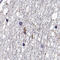 FEZ Family Zinc Finger 1 antibody, HPA073693, Atlas Antibodies, Immunohistochemistry frozen image 