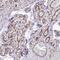 Zinc Finger Protein 652 antibody, PA5-60702, Invitrogen Antibodies, Immunohistochemistry frozen image 