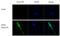 Influenza virus antibody, GTX629633, GeneTex, Immunocytochemistry image 