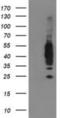 Vasodilator Stimulated Phosphoprotein antibody, NBP2-00555, Novus Biologicals, Western Blot image 