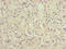 Chromosome 6 Open Reading Frame 141 antibody, LS-C394511, Lifespan Biosciences, Immunohistochemistry paraffin image 