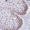 U2 Small Nuclear RNA Auxiliary Factor 1 antibody, NBP1-92553, Novus Biologicals, Immunohistochemistry frozen image 