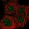 hRAD50 antibody, NBP2-47316, Novus Biologicals, Immunofluorescence image 