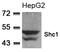 ShcA antibody, AP02793PU-S, Origene, Western Blot image 
