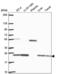 Lactoylglutathione lyase antibody, NBP2-56695, Novus Biologicals, Western Blot image 