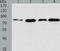 Transglutaminase 2 antibody, TA321660, Origene, Western Blot image 