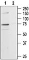 Purinergic Receptor P2X 7 antibody, PA5-77665, Invitrogen Antibodies, Western Blot image 