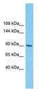 E2F Transcription Factor 7 antibody, GTX48989, GeneTex, Western Blot image 