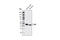 Cyclin Dependent Kinase 5 Regulatory Subunit 2 antibody, 3275S, Cell Signaling Technology, Western Blot image 