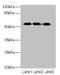 Fizzy And Cell Division Cycle 20 Related 1 antibody, LS-C372308, Lifespan Biosciences, Western Blot image 