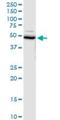 Ubiquitin Like Modifier Activating Enzyme 5 antibody, H00079876-B01P, Novus Biologicals, Western Blot image 