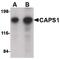 Calcium-dependent secretion activator 1 antibody, PA5-20517, Invitrogen Antibodies, Western Blot image 