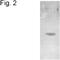 Purinergic Receptor P2Y2 antibody, PA1-4517, Invitrogen Antibodies, Western Blot image 