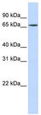 Heterogeneous nuclear ribonucleoprotein R antibody, TA345930, Origene, Western Blot image 