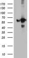 Rho GDP-dissociation inhibitor 1 antibody, CF810981, Origene, Western Blot image 